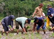 Dukung Program Swasembada Pangan Nasional, Bupati Kerinci Gelar Penanaman Padi Serentak