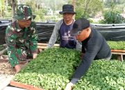 Satgas TMMD ke-126 Kodim Kerinci Kembangkan Budidaya Terong Untuk warga