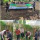 Perkuat Ketahanan Pangan, Desa Koto Tinggi Gelar Penanaman Jagung Bersama